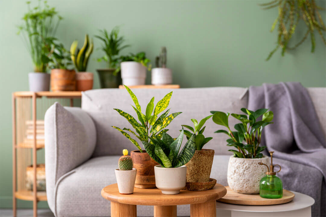 Garden room: Beneficios de decorar tu casa con plantas