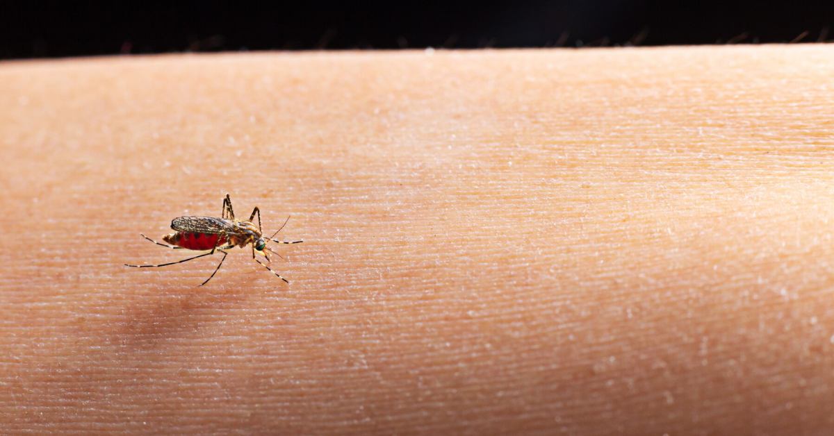 3 Cosas que debes saber sobre las picaduras de insectos